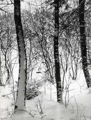 Baumstämme mit Schnee
