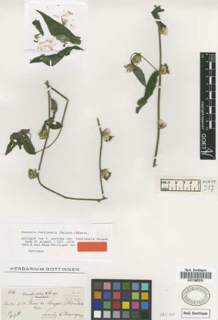 Vernonia sericea Rich. var. Griseb. tarijensis[syntype]