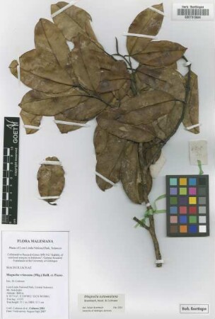 Magnolia vrieseana (Miq.) Baill. ex Pierre