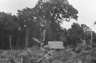 Verwildertes Rodungsfeld : Zurückkehrender Urwald
