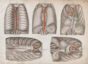 Die Brustorgane, organa thoracis, von hinten
