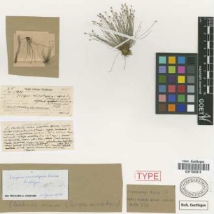 Eleocharis minima Kunth