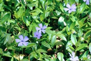 blau blühendes Immergrün auf dem alten Terrassenfriedhof