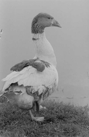 Eine Gans am Ufer