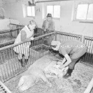 Frauensonderstudium zur Agraringenieurin in der Schule der sozialistischen Landwirtschaft Kreislandwirtschaftsschule Neustrelitz