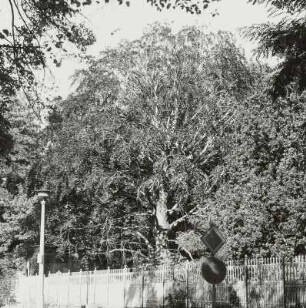 Blutbuche (Fagus salvatica var. purpurea tit.; Naturdenkmal)