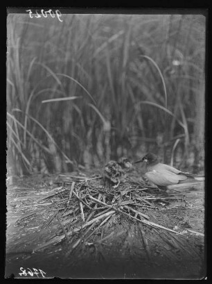 Trauerseeschwalbe : Trauerseeschwalbe (Childonias niger Linnaeus) auf dem Nest fütternd.