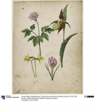 Waldanemone, Frauenschuh, Narzisse und Safran