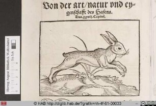 [Hase]