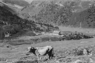 Gebirgstal : Kleine Siedlung am Grund eines Tals. Am Berghang grast eine Kuh.