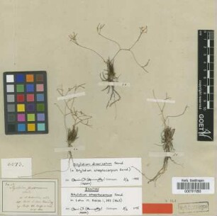Stylidium streptocarpum Sond. [isotype]