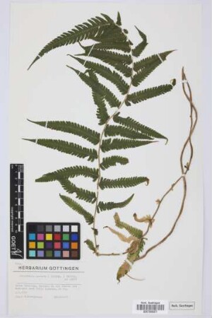 Christella dentata (Forsskal) Brownsey & Jermy