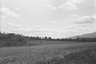Giraffen : Savannenlandschaft