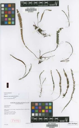 Melpomene caput-gorgonis Lehnert [paratype]