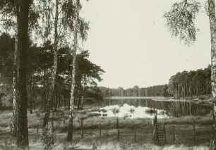 Moritzburger Teichgebiet, Blick über Wildzaun mit Übertritt auf den Mittelteich