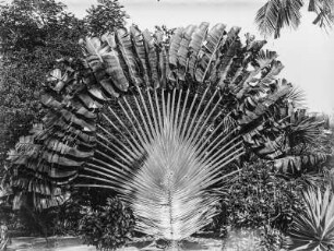 Baum der Reisenden : Baum der Reisenden (Ravenala madagascariensis) in Tanga.