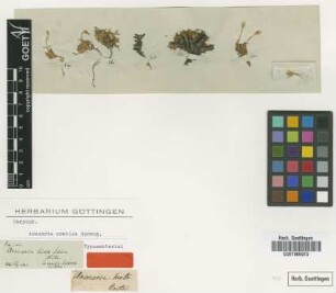 Arenaria cretica Spreng. [type]