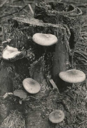 Pilze. Rötlicher Ritterling (Tricholomopsis rutilans)