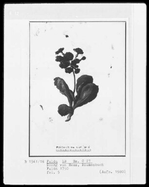 Georg Friedrich Heß, Blumenbuch — Primel, Folio 5recto