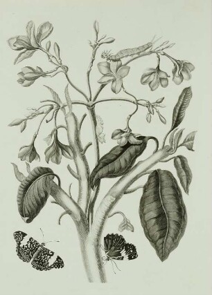 Metamorphisis Insectorum Surinamensium