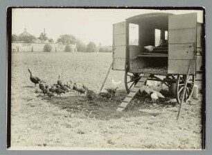 Am Hühnerwagen auf der Wiese bei Bad Lausick