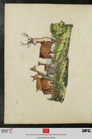 [Taf. 11-12] Deer