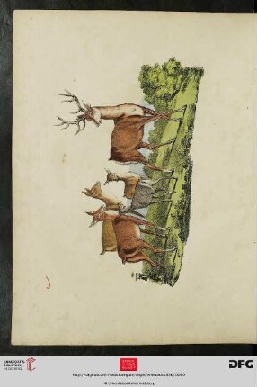 [Taf. 11-12] Deer
