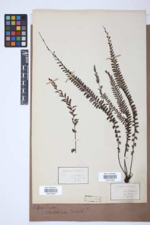Adiantum caudatum L.