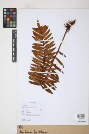 Blechnum buchtienii Rosenst.