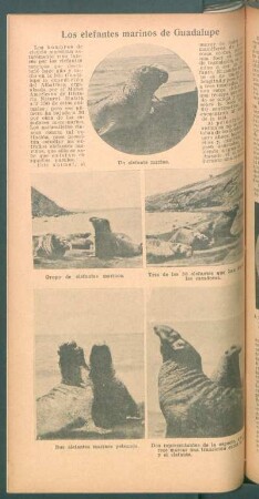 Los elefantes marinos de Guadalupe
