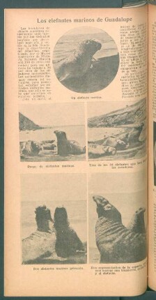 Los elefantes marinos de Guadalupe