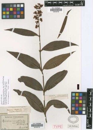 Byrsonima viminifolia A.Juss. var. Nied. latifolia