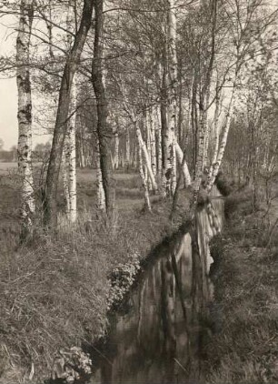 Ostsächsisches Tiefland. Neudorfer Moor. Entwässerungsgraben mit vorwiegend Birkenbestand