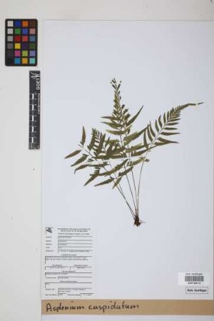 Asplenium cuspidatum Lam.
