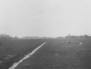 Marschwiesen mit Vieh bei Wilhelmshaven : Geographie | Wirtschaftsgeographie | Nutztiere | Nahrung liefernde Tiere (Rinder, Büffel)