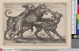 [Ein Wolf wird von zwei Hunden angegriffen; Wolf Attacked by Two Dogs]