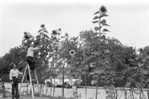 Sonnenblumen in Karlsruher Kleingärten