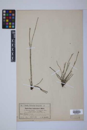 Equisetum trachyodon (A. Br.) Koch