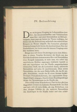 IV. Befruchtung
