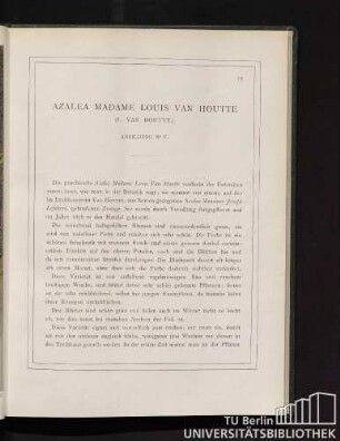 Azalea Madame Louis van Houtte.
