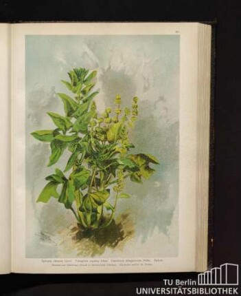 Spinacia oleracea Linné. Tetragonia expansa Aiton. Demidovia tetragonoides Pallas. Spinat.