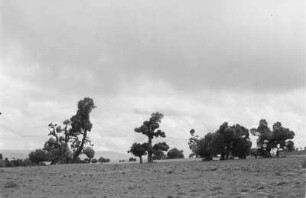 Nutzbäume (Äthiopienreise 1937/1938 - 7. Flugreise nach Dembi Dolo und Ausflüge ins Umland)