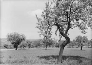 Erzgebirge. Arbesau (Varvažov / Tschechien). Blühende Obstbäume (Birne)