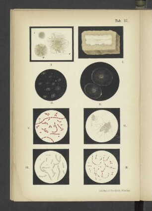 Tab. 37 Bacillus subtilis