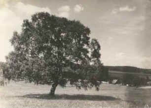 Karpatenbirke (Betula pubescens subsp. carpatica). Geschütztes Einzelexemplar auf der Wiesenflur von Bahratal-Hellendorf. Blick zum Ort