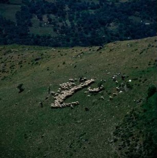 Schafherde unterhalb von Rhizénia : Kreta, Rhizénia. Schafe weiden unter dem Plateau von Rhizénia