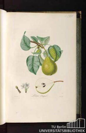 Pl. LXXIV. Poire Chaptal.