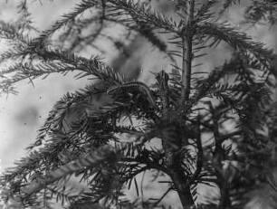 Zauneidechse : Zauneidechse (Lacerta agilis Linnaeus) an einem Baum kletternd.