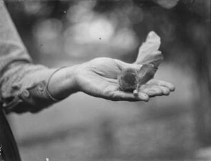 Kurzohrmaus : Eine Kurzohrmaus (Mocrotus subterranus Selys-Longchamps) auf einer menschlichen Hand.