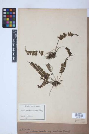 Asplenium lunulatum var. erectum (Bory ex Willd.) Baker